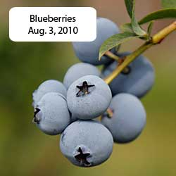 blueberries